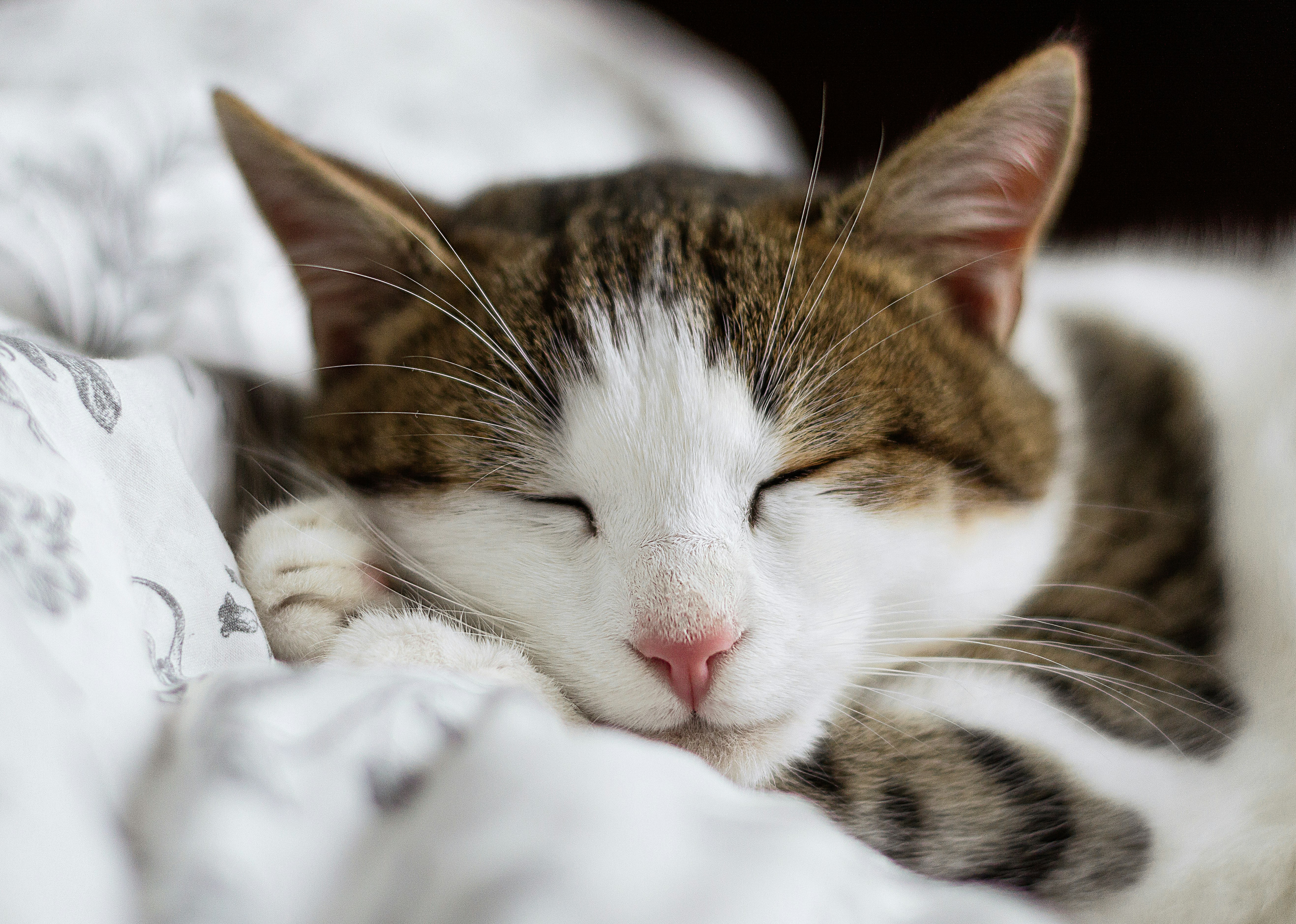 brown and white cat on white textile